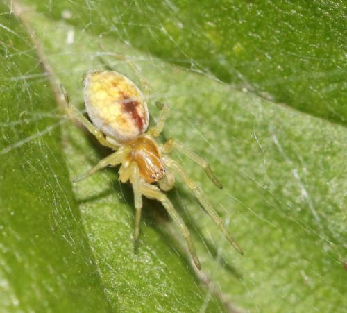 Nigma (flavescens-puella)